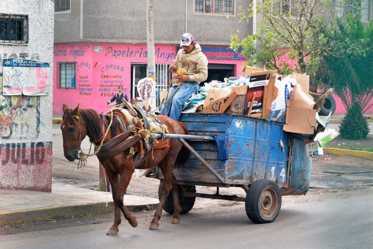 Prohiben en NL uso de equinos para carga y tracción de carretas